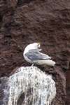 Inquisitive Kittiwake, Bass Rock