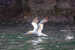 Northern Gannet taking off, Bass Rock