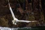 Northern Gannet in flight with stock, Bass Rock