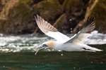 Northern Gannet with stick, Bass Rock