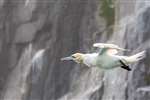 Northern Gannet shaking, Bass Rock