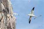 Northern Gannet, Bass Rock