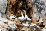 Northern Gannet pairs, Bass Rock 