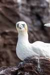 Northern Gannet staring, Bass Rock 