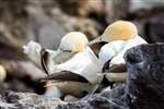 Northern Gannets preening, Bass Rock 