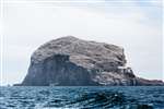 Northern Gannet colony, Bass Rock