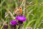 Meadow Brown, at Spey Bay.