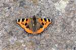 Small Tortoiseshell, Spey Bay