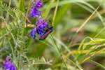 6-Spot Burnet Moth, Spey Bay