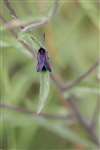 6-Spot Burnet Moth, at Spey Bay