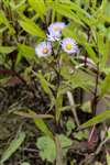 Sea Aster, Spey Bay