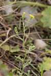 Sticky Groundsel, Spey Bay