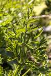 Hemlock Water Dropwort, Ronachan Point, Kintyre