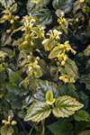 Yellow Archangel, Ronachan Point, Kintyre