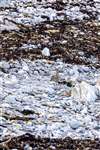 Whimbrel, Ronachan Point, Kintyre