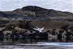 Sandwich Tern with Sand Eel at Ronachan Point, Kintyre