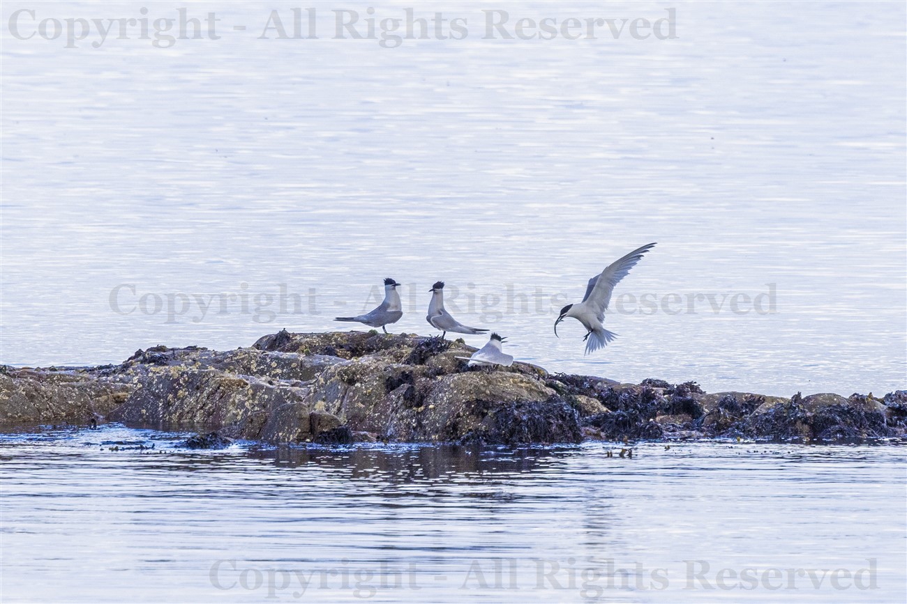 Sandwich Terns at Ronachan Point, Kintyre