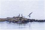 Sandwich Terns at Ronachan Point, Kintyre