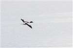 Shelduck in flight over the Sound of Gigha