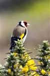 Goldfinch on Gorse, Gigha