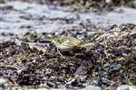 Meadow Pipit, Gigha