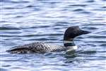 Great Northern Diver in the Sound of Gigha