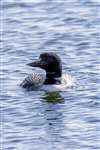 Great Northern Diver in the Sound of Gigha