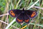 Scotch Argus, Grantown-on-Spey