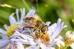 Tapered Drone Fly  on Michaelmas Daisy, Glasgow