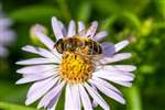 Tapered Drone Fly  on Michaelmas Daisy, Glasgow