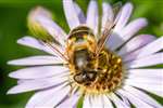 Tapered Drone Fly  on Michaelmas Daisy, Glasgow