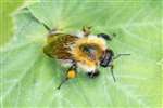 Common Carder Bumblebee, Glasgow