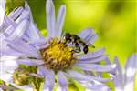 Thick-legged Hoverfly on Michaelmas Daisy, Glasgow