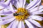 Thick-legged Hoverfly on Michaelmas Daisy, Glasgow