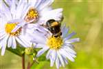 Furry Dronefly on Michaelmas Daisy, Glasgow