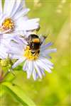 Furry Dronefly on Michaelmas Daisy, Glasgow