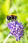 Furry Dronefly on Scabious, Glasgow