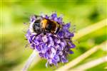 Furry Dronefly on Scabious, Glasgow