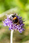 Furry Dronefly on Scabious, Glasgow