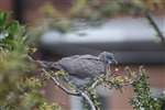 Immature Woodpigeon, Glasgow