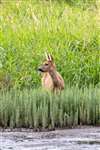 Roe Deer, Baron's Haugh RSPB Nature Reserve, Motherwell