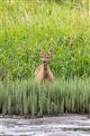 Roe Deer, Baron's Haugh RSPB Nature Reserve, Motherwell