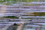 Green Sandpiper, Baron's Haugh RSPB Nature Reserve, Motherwell