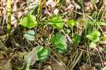 Common Dog Violet, Allt Mhuic