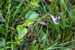 Common Dog Violet, Allt Mhuic