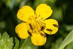 Creeping Buttercup and Micropterix calthella, Glasdrum