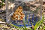 Pearl-bordered Fritillary, Glasdrum