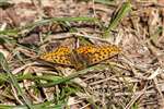 Pearl-bordered Fritillary, Glasdrum