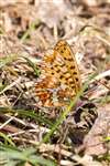 Pearl-bordered Fritillary, Glasdrum