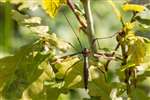 Giant cranefly, Glasdrum